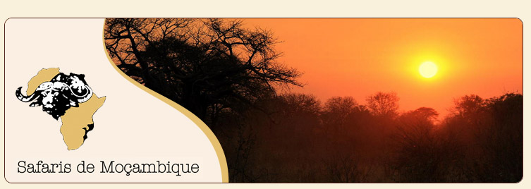 Safaris de Mozambique